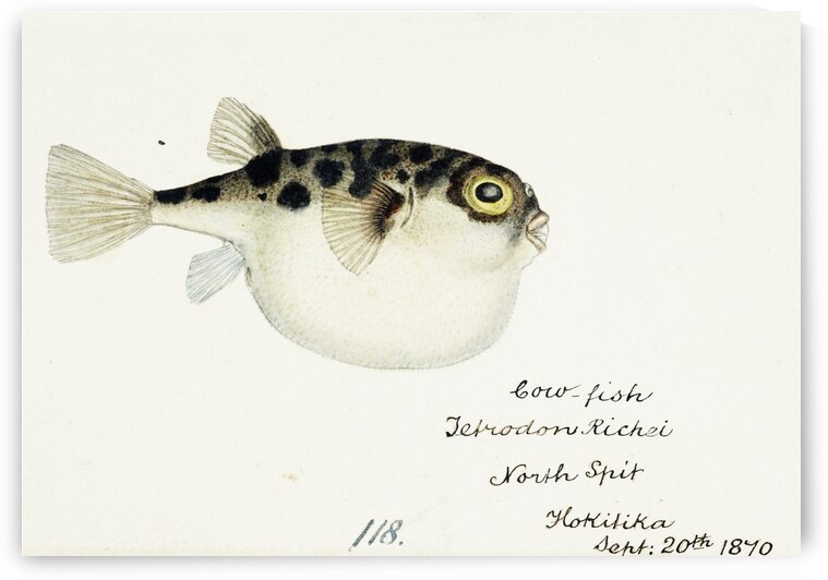 Antique fish Tetraodon gillbanksii Clarke South Pacific Fishes by Frank Edward Clarke 1849-1899.  by IStockHistory com