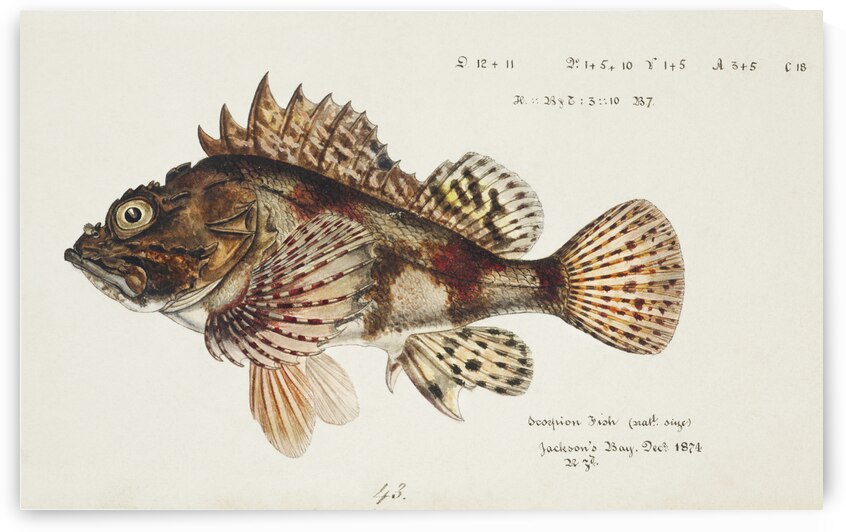 Antique Red Scorpion fish South Pacific Fishes by Frank Edward Clarke 1849-1899.  by IStockHistory com