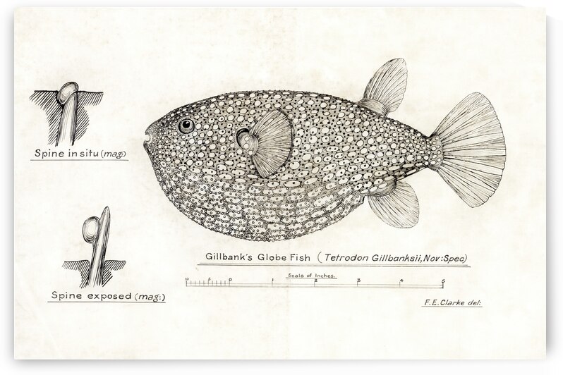 Antique Gillbanks Globe fish South Pacific Fishes by Frank Edward Clarke 1849-1899.  by IStockHistory com