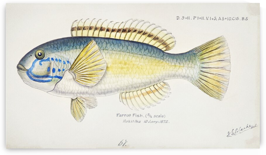 Antique fish Possibly Notolabrus sp NZ : Wrasse South Pacific Fishes by Frank Edward Clarke 1849-1899.  by IStockHistory com