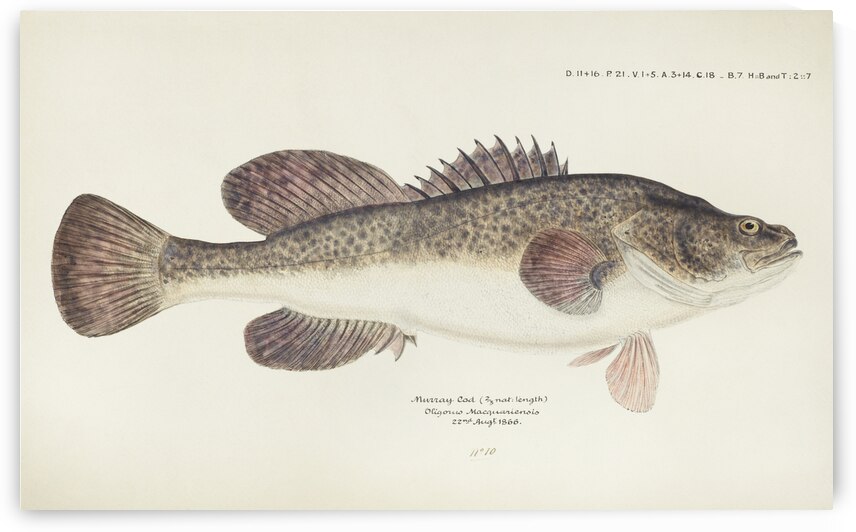 Antique fish maccullochella sp South Pacific Fishes by Frank Edward Clarke 1849-1899.  by IStockHistory com