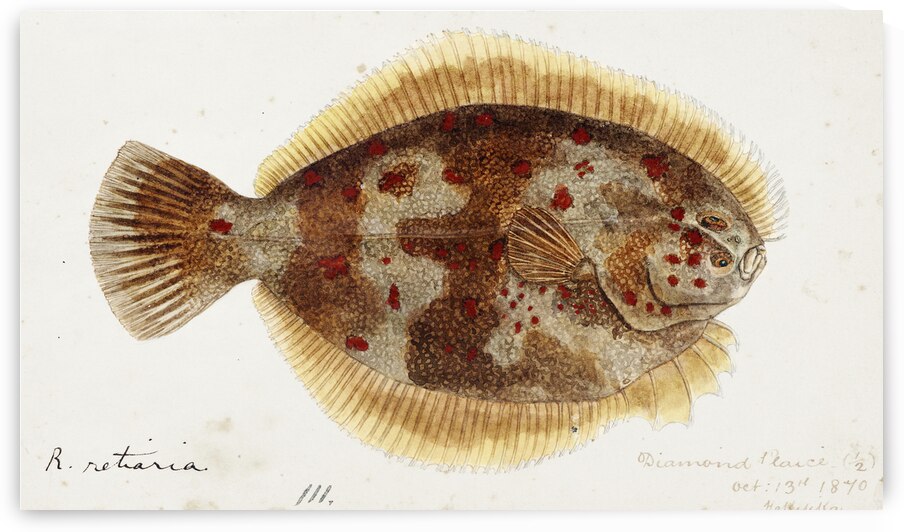 Antique fish Rhombosolea retiaria NZ : Black flounder South Pacific Fishes by Frank Edward Clarke 1849-1899.  by IStockHistory com