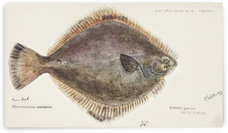 Antique fish Rhombosolea tapirina: Flounder South Pacific Fishes by Frank Edward Clarke 1849-1899.  by IStockHistory com
