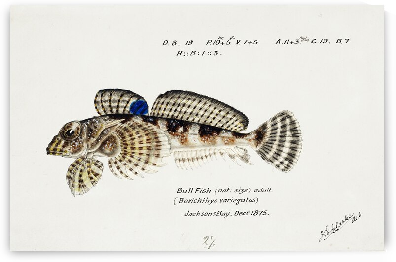 Antique Thornfish South Pacific Fishes by Frank Edward Clarke 1849-1899.  by IStockHistory com