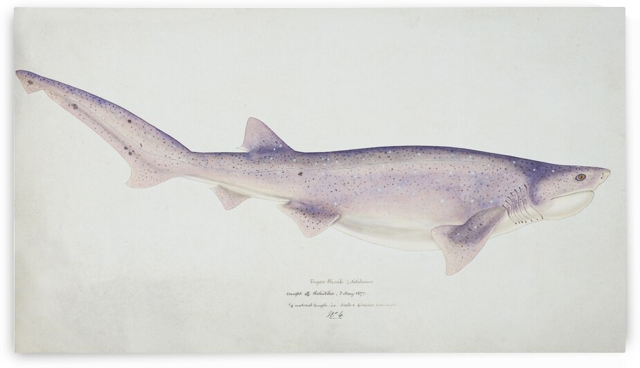 Antique fish Tiger Shark South Pacific Fishes by Frank Edward Clarke 1849-1899.  by IStockHistory com