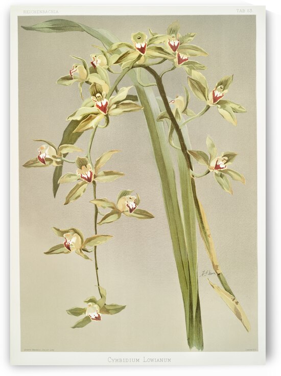 Cymbidium lowianum from Reichenbachia Orchids 1888-1894 illustrated by Frederick Sander 1847-1920.  by IStockHistory com