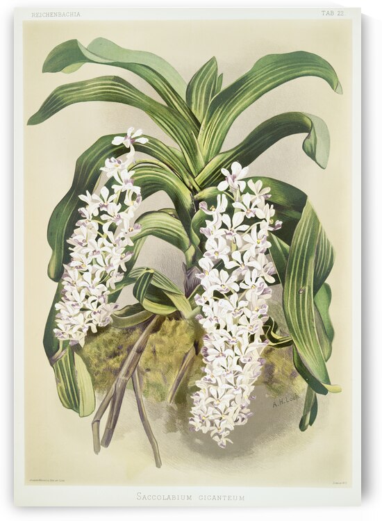 Cypripedium hybridum laucheanum cypripedium hybridum eyermanianum from Reichenbachia Orchids 1888-1894 illustrated by Frederick Sander 1847-1920.  by IStockHistory com