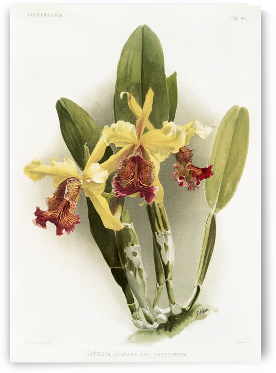 Cypripedium hybridum laucheanum cypripedium hybridum eyermanianum from Reichenbachia Orchids 1888-1894 illustrated by Frederick Sander 1847-1920.  by IStockHistory com