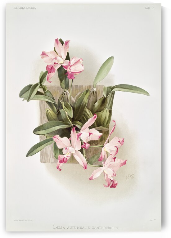 Laelia autumnalis xanthotropis from Reichenbachia Orchids 1888-1894 illustrated by Frederick Sander 1847-1920.  by IStockHistory com