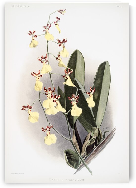 Oncidium splendidum from Reichenbachia Orchids 1888-1894 illustrated by Frederick Sander 1847-1920.  by IStockHistory com