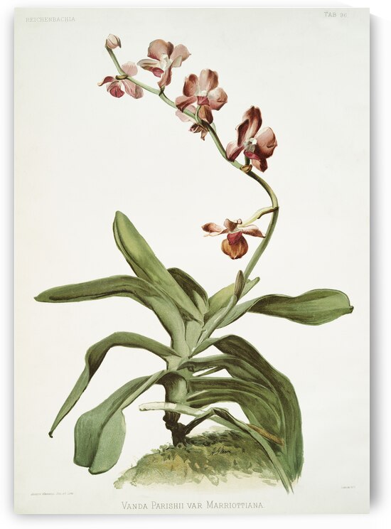 Marriott&39s Phalaenopsis Vanda parishii var marriottiana from Reichenbachia Orchids 1888-1894 illustrated by Frederick Sander 1847-1920.  by IStockHistory com