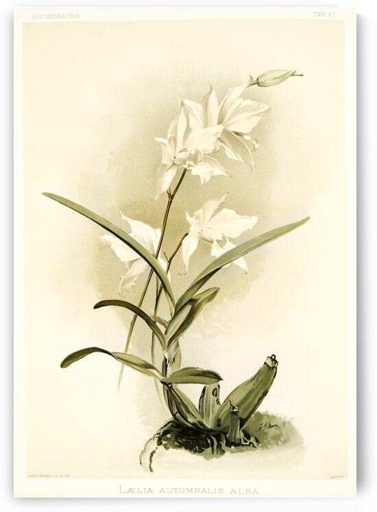 Lælia autumnalis alba from Reichenbachia Orchids 1888-1894 illustrated by Frederick Sander 1847-1920.  by IStockHistory com