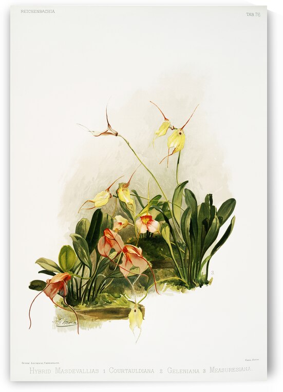 Hybrid masdevallias courtauldiana geleniana and measuresiana from Reichenbachia Orchids 1888-1894 illustrated by Frederick Sander 1847-1920.  by IStockHistory com