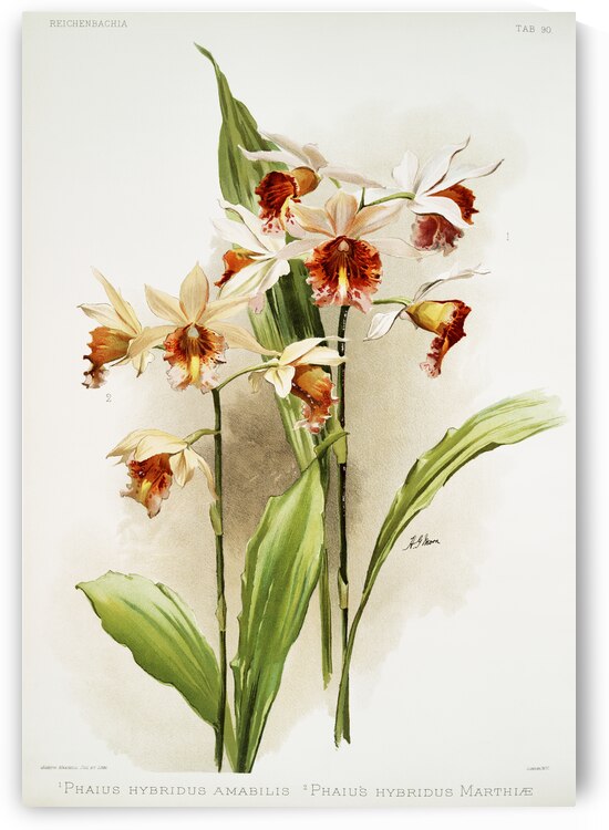 Hybrid of Phaius and Amabilis Phaius hybridus amabilis and Hybrid of Phaius and marthiæ Marthi phaius hybridus marthiæ from Reichenbachia Orchids 1888-1894 illustrated by Frederick Sander 1847-1920.  by IStockHistory com