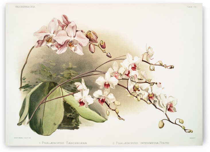 Phalænopsis sanderiana Phalænopsis intermedia portei from Reichenbachia Orchids 1888-1894 illustrated by Frederick Sander 1847-1920.  by IStockHistory com
