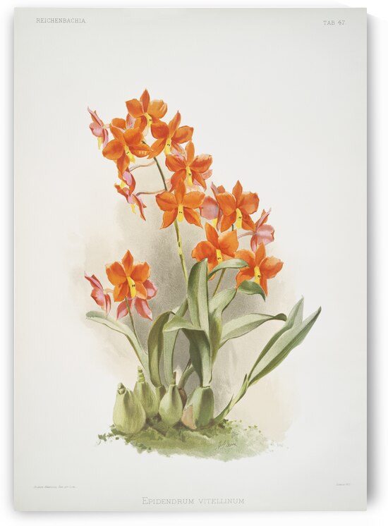 Epidendrum vitellinum from Reichenbachia Orchids 1888-1894 illustrated by Frederick Sander 1847-1920.  by IStockHistory com