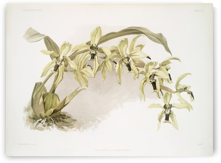 Coelogyne pandurata from Reichenbachia Orchids 1888-1894 illustrated by Frederick Sander 1847-1920.  by IStockHistory com