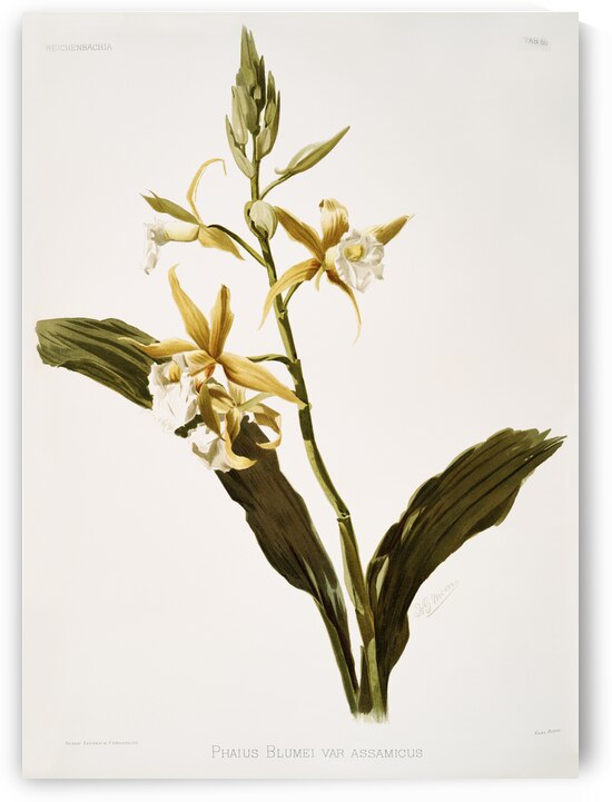 Phaius blumei var assamicus from Reichenbachia Orchids 1888-1894 illustrated by Frederick Sander 1847-1920.  by IStockHistory com