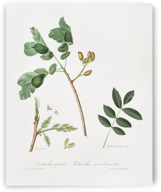 Pistachio Pistacia vera from Pomona Italiana 1817 - 1839 by Giorgio Gallesio 1772-1839.  by IStockHistory com