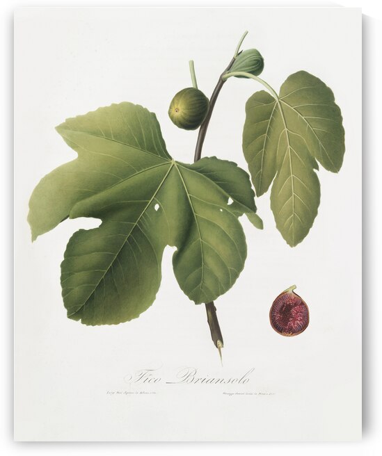 Briansole figs Ficus carica sativa from Pomona Italiana 1817 - 1839 by Giorgio Gallesio 1772-1839.  by IStockHistory com