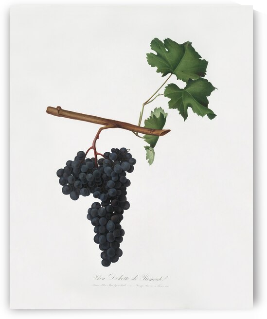 Apricot Prunus Sanctae Catherinae from Pomona Italiana 1817 - 1839 by Giorgio Gallesio 1772-1839.  by IStockHistory com