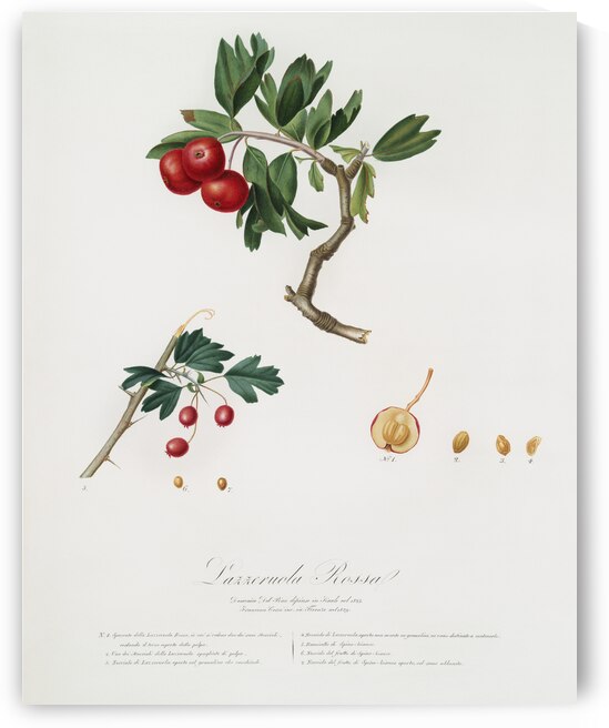 Red thorn-apple Crataegus poliossea sterilis from Pomona Italiana 1817 - 1839 by Giorgio Gallesio 1772-1839.  by IStockHistory com