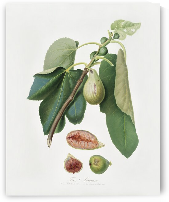 Monaco Fig Fico della Lunigiana from Pomona Italiana 1817 - 1839 by Giorgio Gallesio 1772-1839.  by IStockHistory com