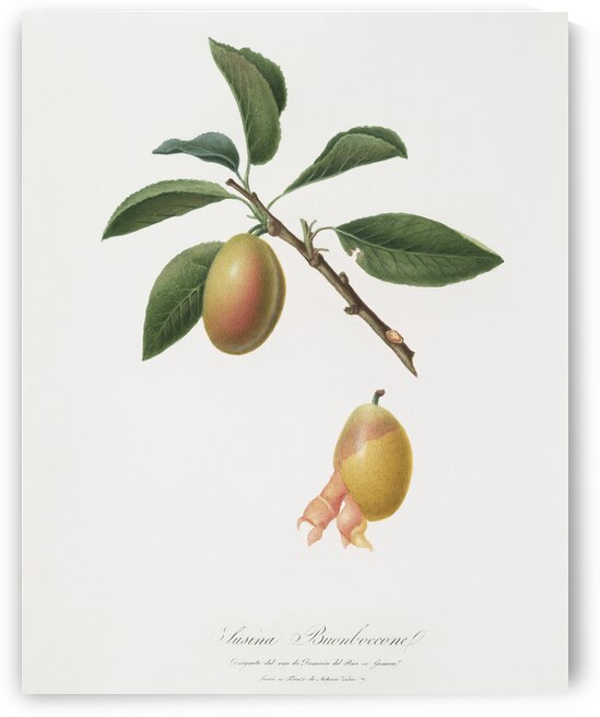Armenian plum Prunus armeniaca from Pomona Italiana 1817 - 1839 by Giorgio Gallesio 1772-1839.  by IStockHistory com