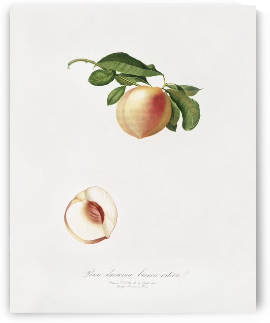 Peach Persica julodermis from Pomona Italiana 1817 - 1839 by Giorgio Gallesio 1772-1839.  by IStockHistory com