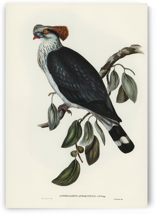 Top-Knot Pigeon Lopholaimus Antarcticus illustrated by Elizabeth Gould 1804–1841 for John Gould’s 1804-1881 Birds of Australia  by IStockHistory com