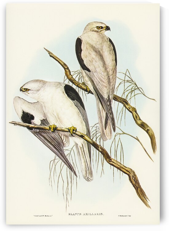 Square-tailed Kite Milvus insures illustrated by Elizabeth Gould 1804–1841 for John Gould’s 1804-1881 Birds of Australia  by IStockHistory com