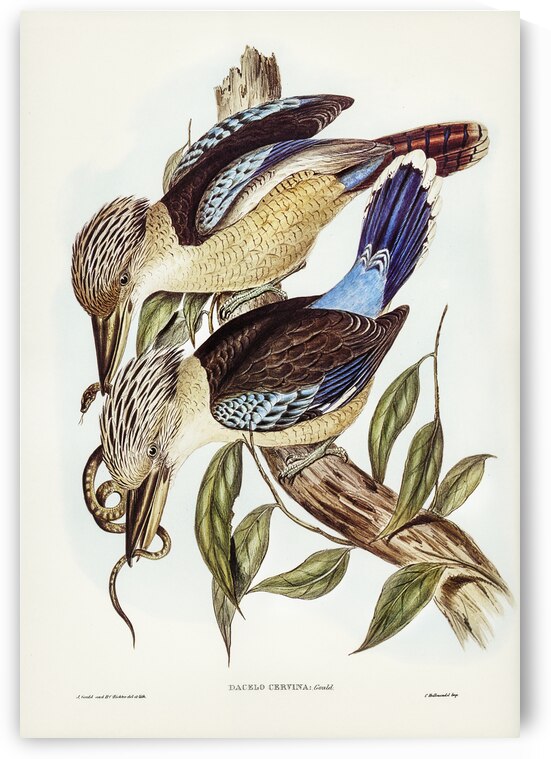 Fawn-breasted Kingfisher Dacelo corvina illustrated by Elizabeth Gould 1804–1841 for John Gould’s 1804-1881 Birds of Australia  by IStockHistory com