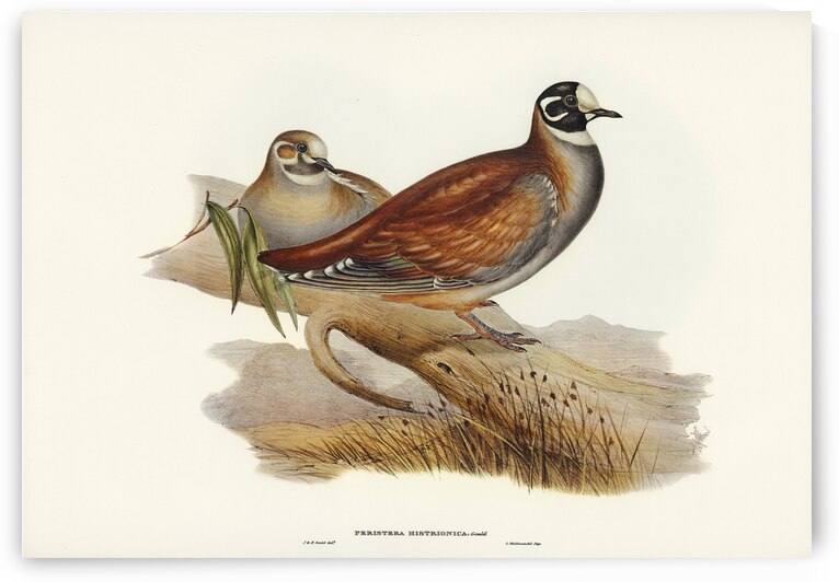 Harlequin Bronze-wing Peristera histrionica illustrated by Elizabeth Gould 1804–1841 for John Gould’s 1804-1881 Birds of Australia  by IStockHistory com