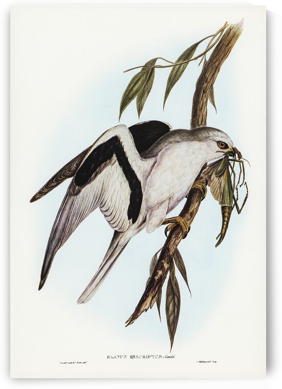 Letter-winged Kite Elanus sciptus illustrated by Elizabeth Gould 1804–1841 for John Gould’s 1804-1881 Birds of Australia  by IStockHistory com