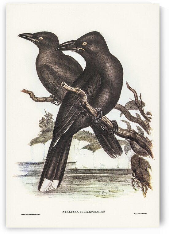 Sooty Crow-Shrike Strepera fuliginose illustrated by Elizabeth Gould 1804–1841 for John Gould’s 1804-1881 Birds of Australia  by IStockHistory com
