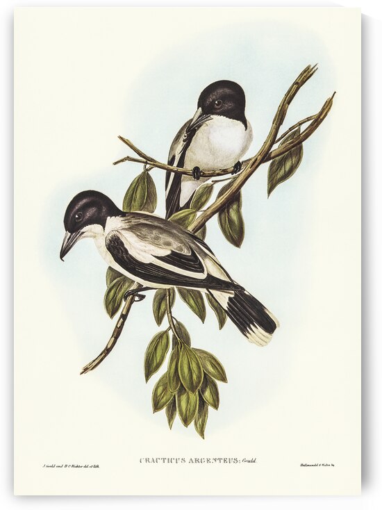 Silvery-backed Butcher-Bird Cracticus argenteus illustrated by Elizabeth Gould 1804–1841 for John Gould’s 1804-1881 Birds of Australia  by IStockHistory com