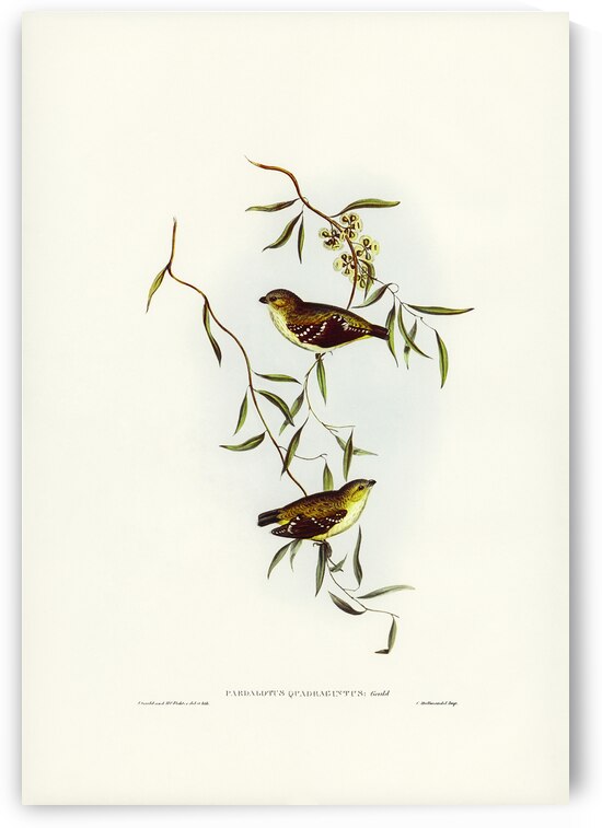 Forty-spotted Pardalote Pardalotus quadragintus illustrated by Elizabeth Gould 1804–1841 for John Gould’s 1804-1881 Birds of Australia  by IStockHistory com