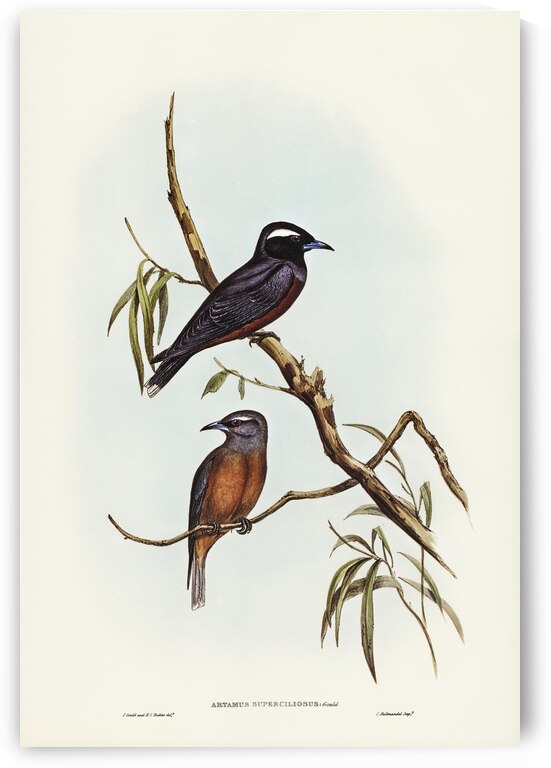 White-eyebrowed Wood Swallow Artamus supercilious illustrated by Elizabeth Gould 1804–1841 for John Gould’s 1804-1881 Birds of Australia  by IStockHistory com