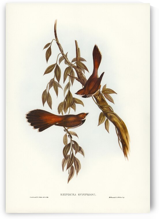 Rufous-fronted Fantail Rhipidura rufifrons illustrated by Elizabeth Gould 1804–1841 for John Gould’s 1804-1881 Birds of Australia  by IStockHistory com