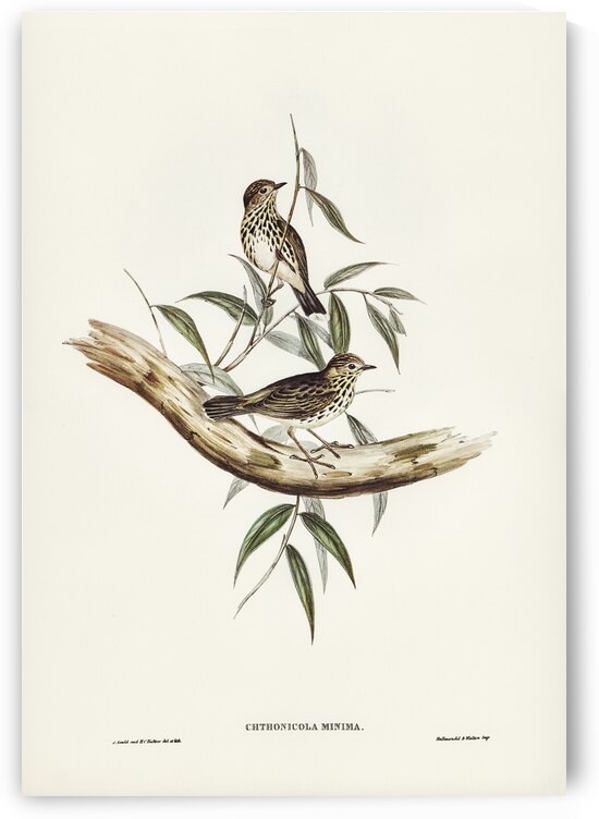 Little chthonicola chthonicola minima illustrated by Elizabeth Gould 1804–1841 for John Gould’s 1804-1881 Birds of Australia  by IStockHistory com