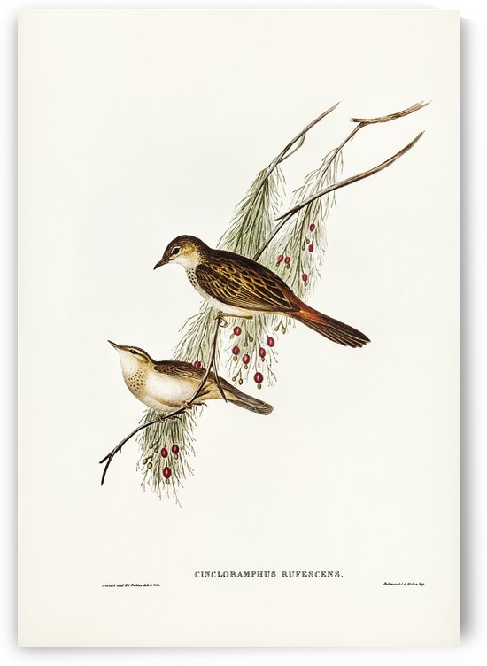 Rufous-tinted Songlark Cincloramphus rufescens illustrated by Elizabeth Gould 1804–1841 for John Gould’s 1804-1881 Birds of Australia  by IStockHistory com