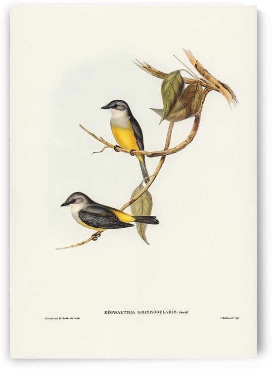 Grey-breasted Robin Eopsaltria griseogularis illustrated by Elizabeth Gould 1804–1841 for John Gould’s 1804-1881 Birds of Australia  by IStockHistory com
