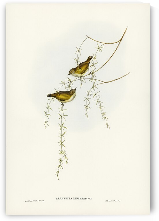 Australian Sphecotheres Sphecotheres Australis illustrated by Elizabeth Gould 1804–1841 for John Gould’s 1804-1881 Birds of Australia  by IStockHistory com