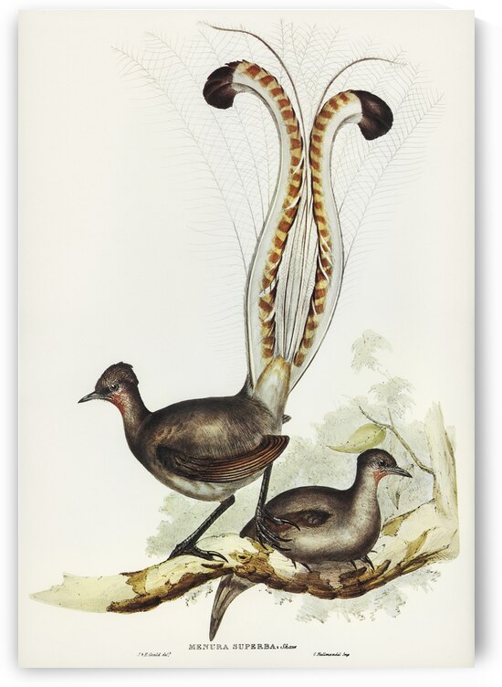 Lyre Bird Menura superba illustrated by Elizabeth Gould 1804–1841 for John Gould’s 1804-1881 Birds of Australia  by IStockHistory com