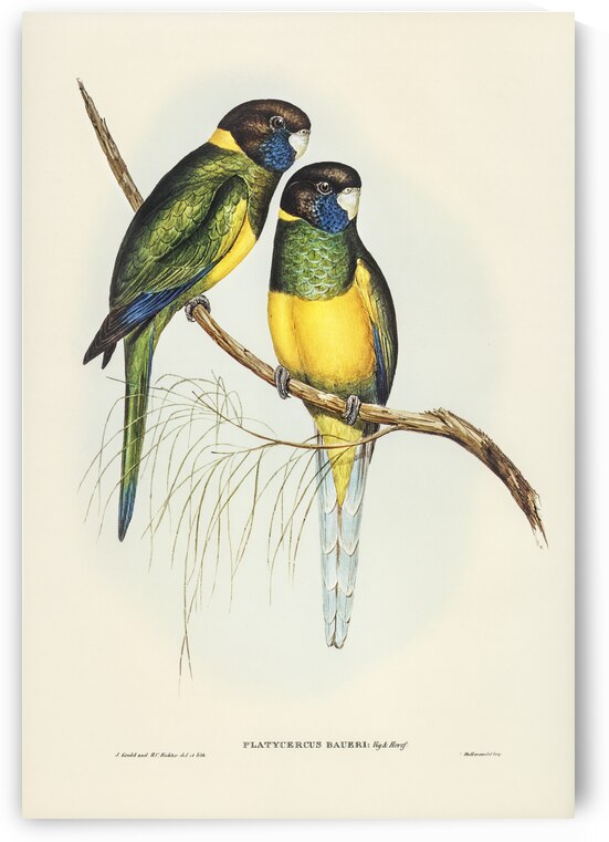Bauers Parrakeet Platycercus Bauerii illustrated by Elizabeth Gould 1804–1841 for John Gould’s 1804-1881 Birds of Australia  by IStockHistory com