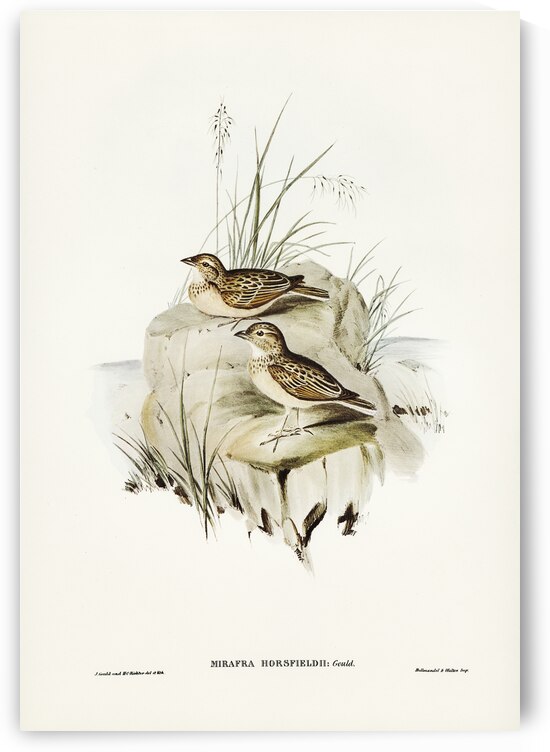 Horsfield’s Mirafra Mirafra Horsfieldii illustrated by Elizabeth Gould 1804–1841 for John Gould’s 1804-1881 Birds of Australia  by IStockHistory com