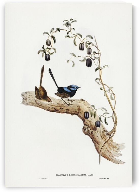 Long-tailed Wren Malurus longicaudus illustrated by Elizabeth Gould 1804–1841 for John Gould’s 1804-1881 Birds of Australia  by IStockHistory com