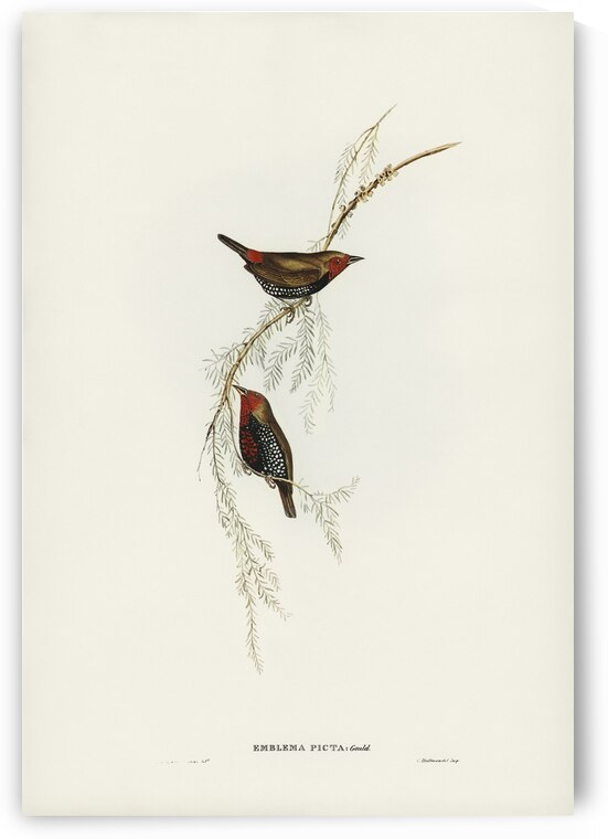 Painted Finch Emblema picta illustrated by Elizabeth Gould 1804–1841 for John Gould’s 1804-1881 Birds of Australia  by IStockHistory com