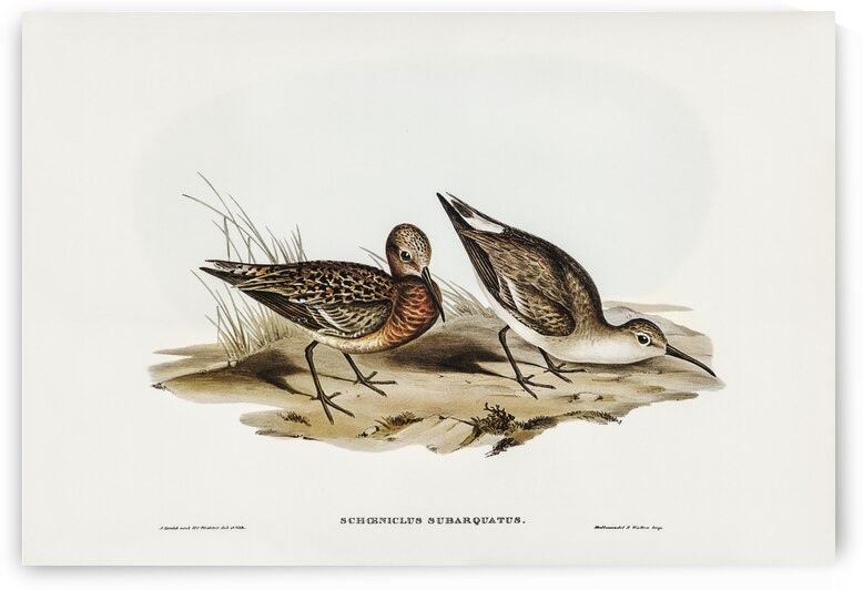 Curlew Sandpiper Schoeniclus subarquatus illustrated by Elizabeth Gould 1804–1841 for John Gould’s 1804-1881 Birds of Australia  by IStockHistory com