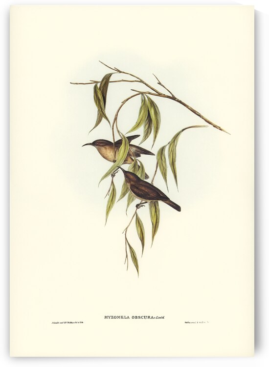 Obscure Honey-eater Myzomela obscura illustrated by Elizabeth Gould 1804–1841 for John Gould’s 1804-1881 Birds of Australia  by IStockHistory com